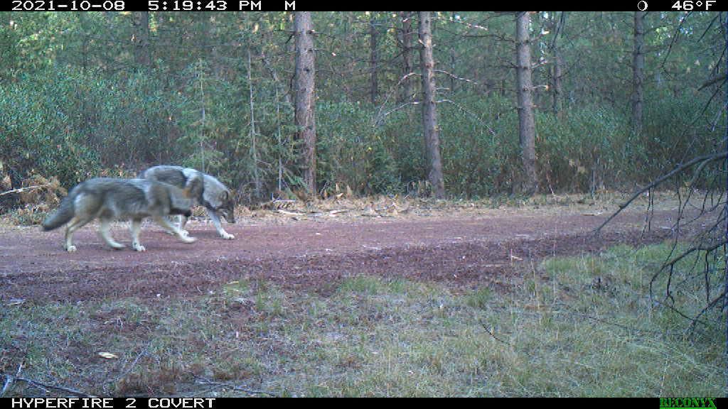 Rogue Pack wolves: October 2021